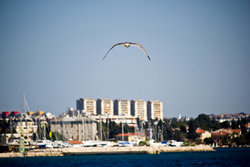 Sea Gull Flying Near Zadar Sea Gull Flying Near Zadar Stock Photo